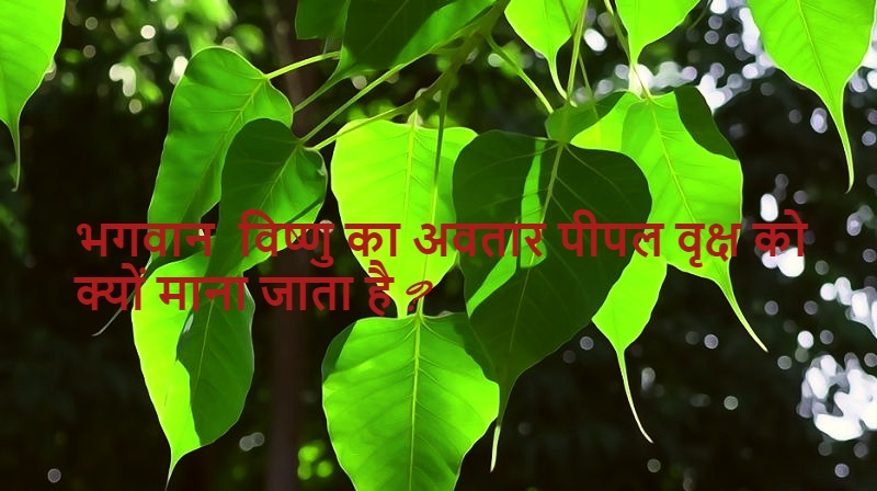 benefits of peepal tree मंदिर भगवान विष्णु का अवतार पीपल वृक्ष को क्यों माना जाता है